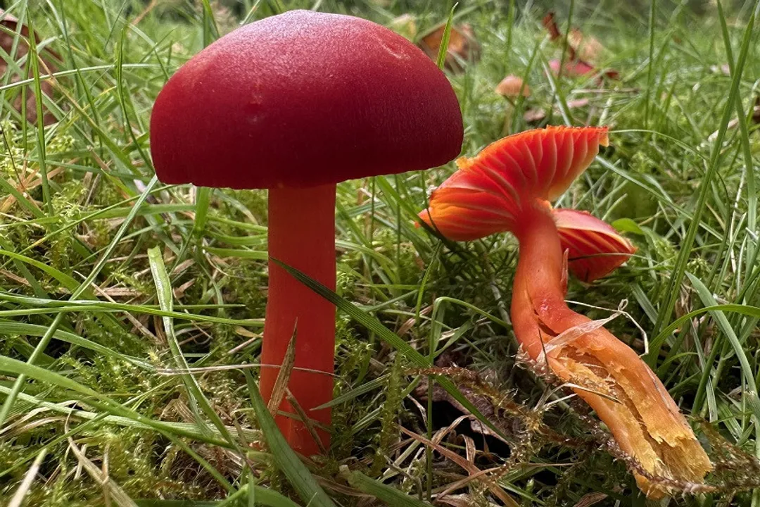 Can you eat scarlet waxcaps?, Visual Traits