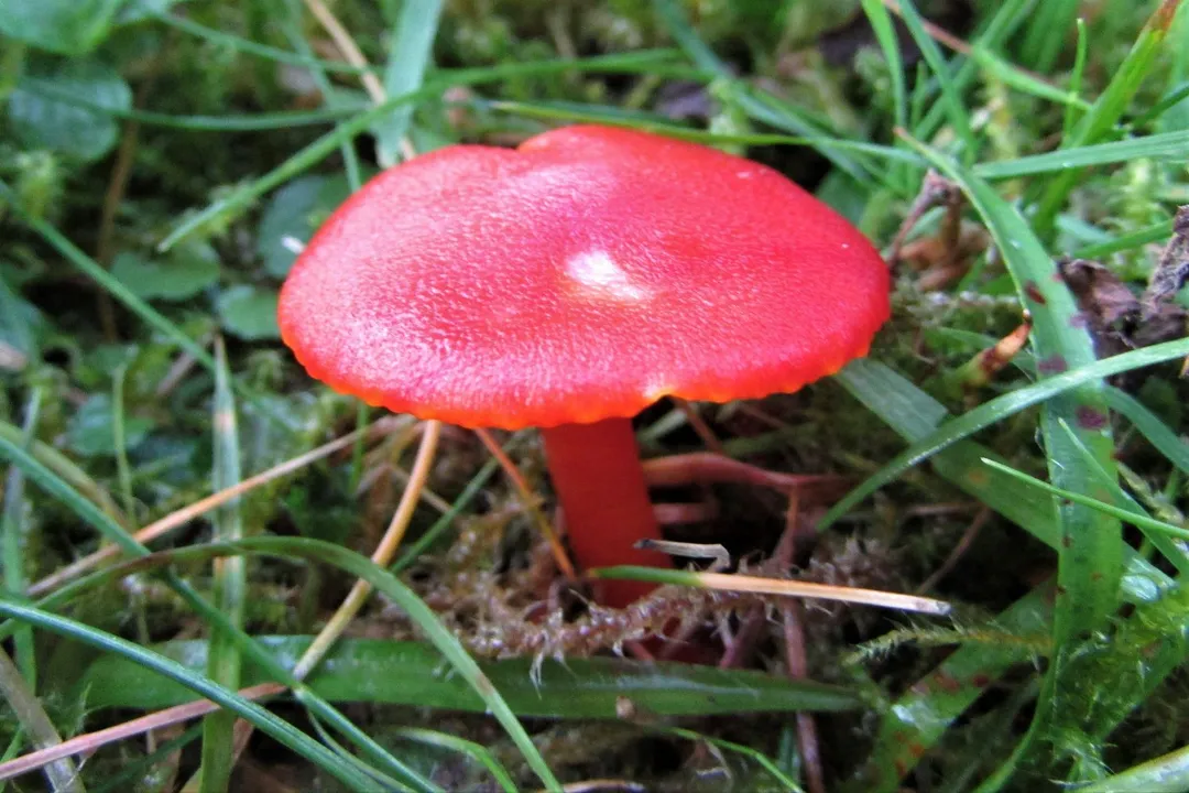 Can you eat scarlet waxcaps?, Habitat Clues