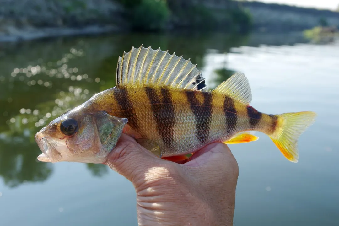 Does ocean perch taste like freshwater perch?