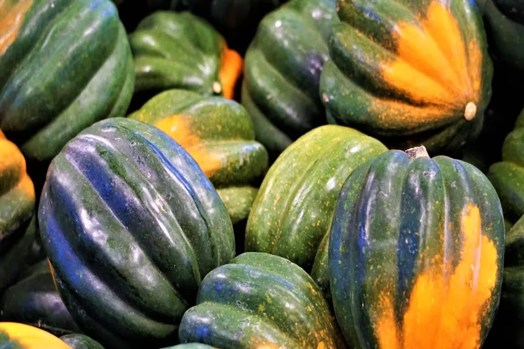 Health Benefits of Acorn Squash, Squash Nutrition