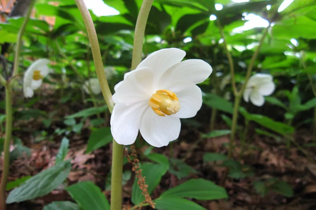 Health Benefits of American Mayapple