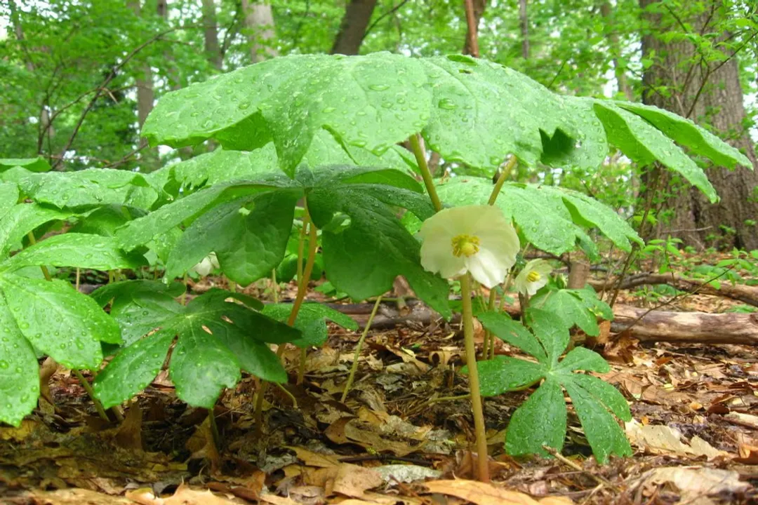 Health Benefits of American Mayapple, Pharmaceutical Application