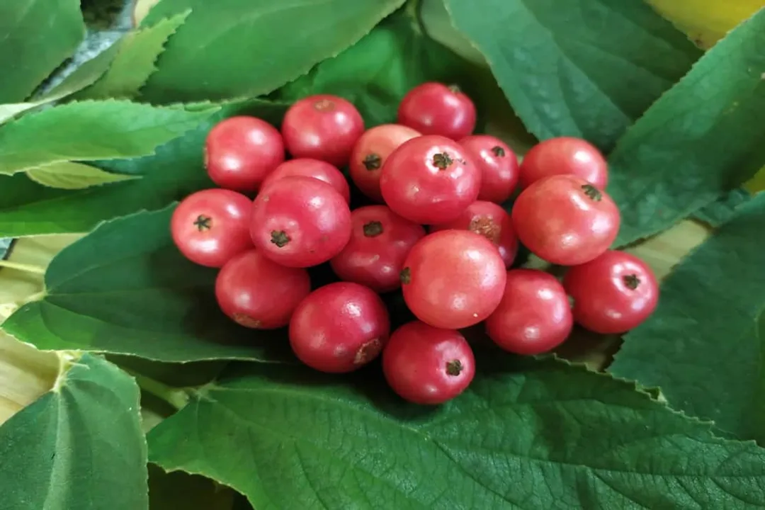 Health Benefits of Aratiles