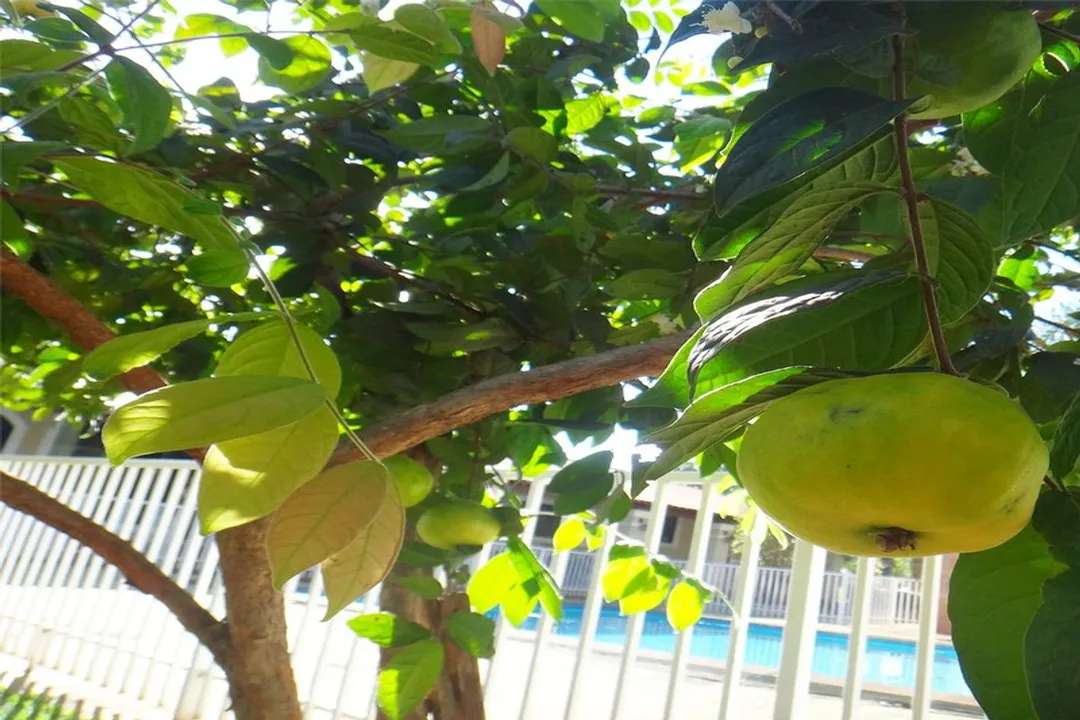 Health Benefits of Araza, Fruit Characteristics