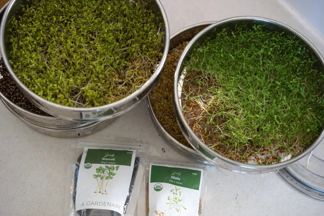 Health Benefits of Bean Sprout, Nutrient Density