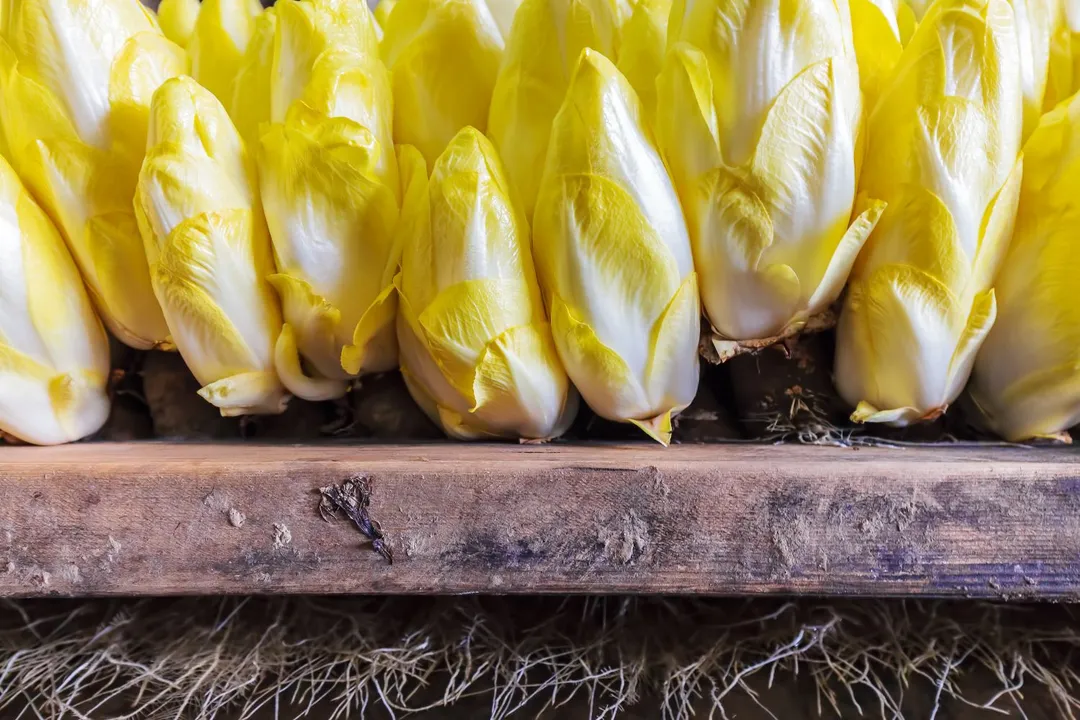 Health Benefits of Belgian Endive, Antioxidant Defense