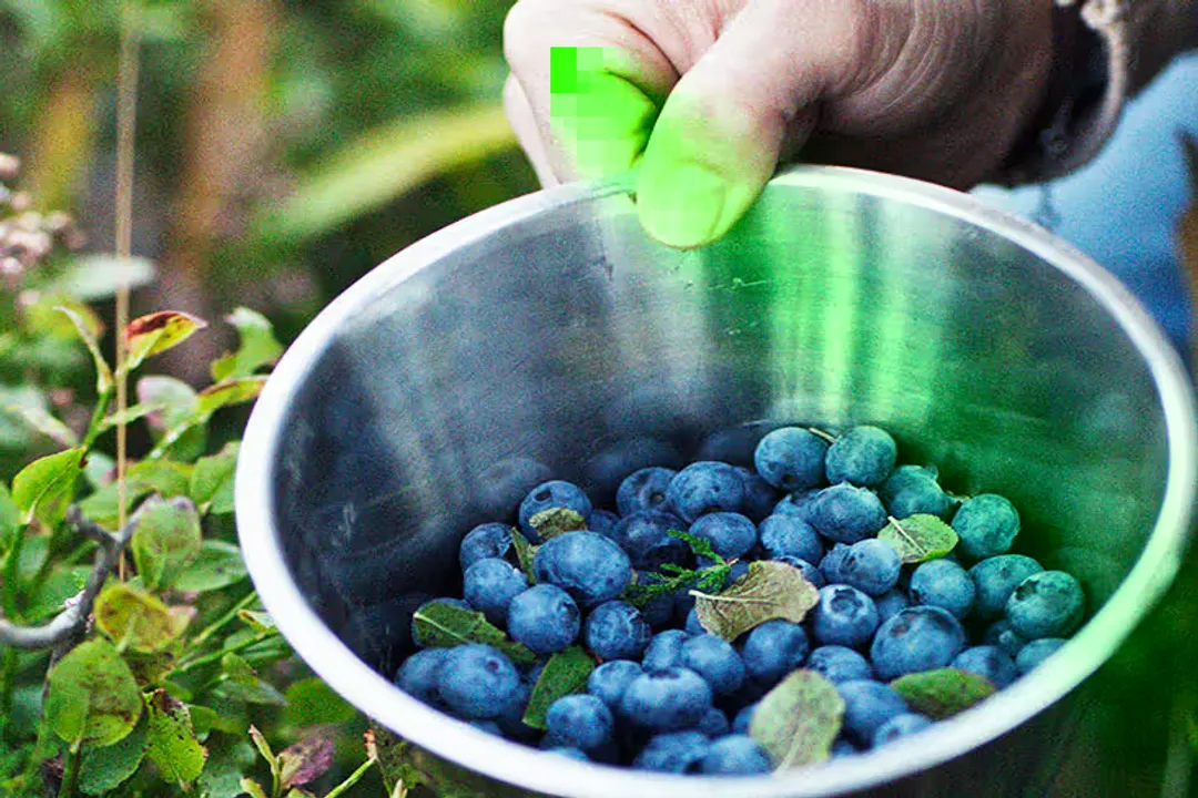 Health Benefits of Bilberry, Antioxidant Richness