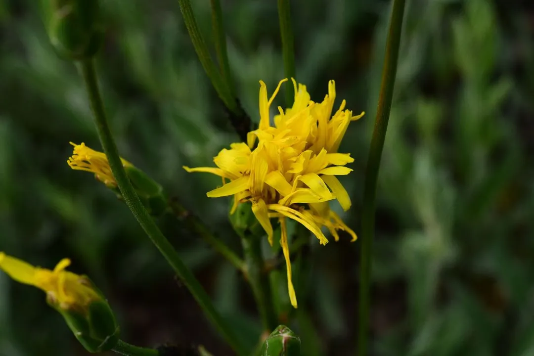 Health Benefits of Black Salsify, The Oyster Root
