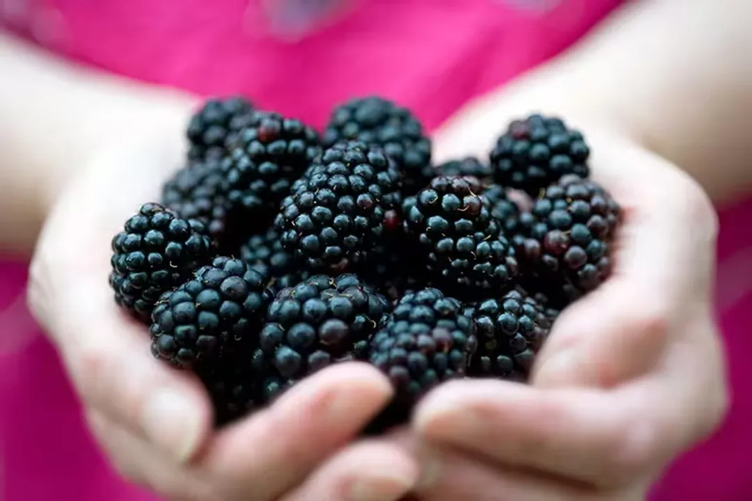 Health Benefits of Blackberry, Antioxidant Powerhouse