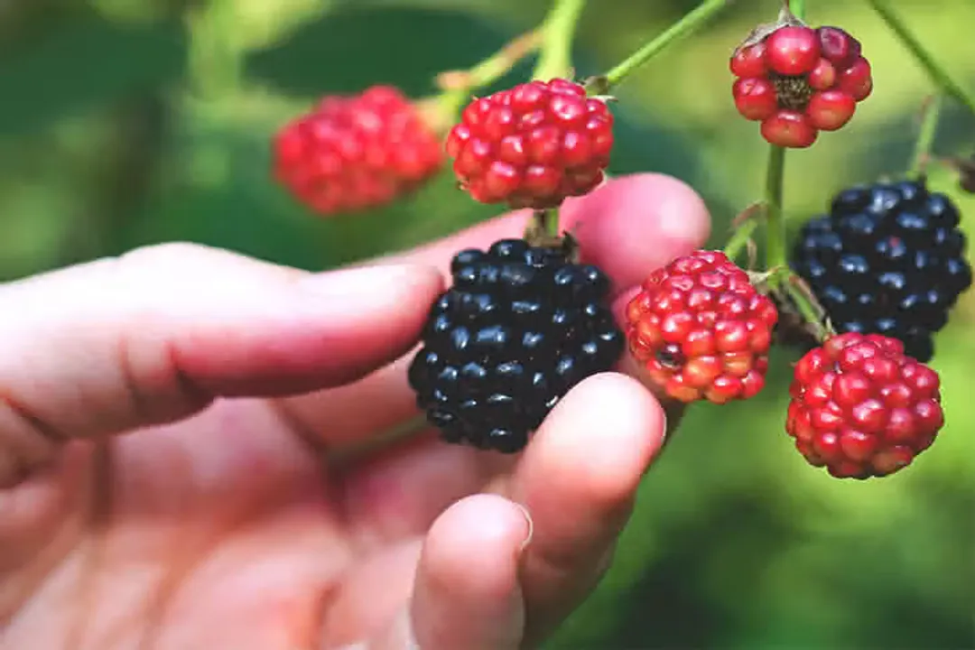 Health Benefits of Blackberry, Vitamin Profile