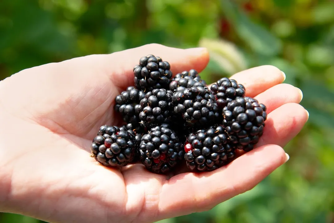 Health Benefits of Blackberry