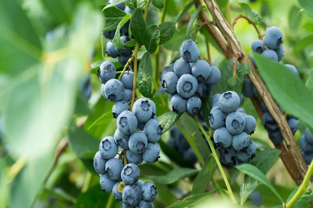 Health Benefits of Blueberry, Antioxidant Power