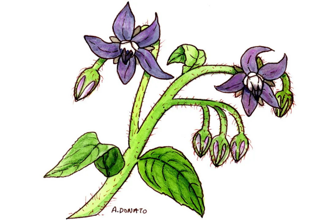Health Benefits of Borage