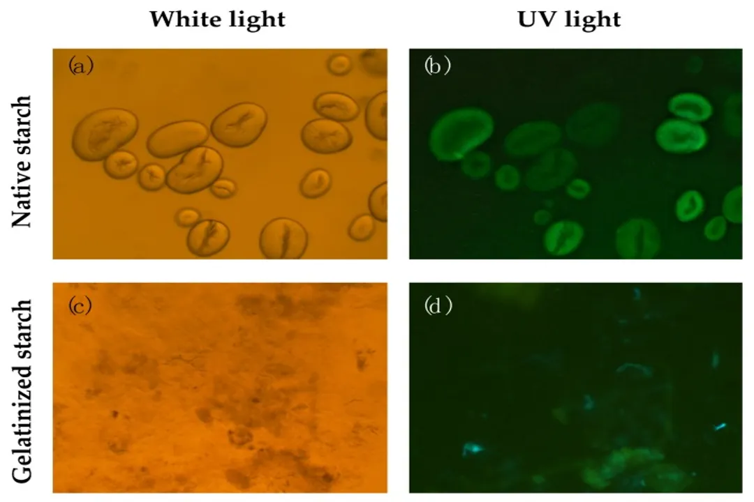 Health Benefits of Borlotti Bean, Nutrient Density
