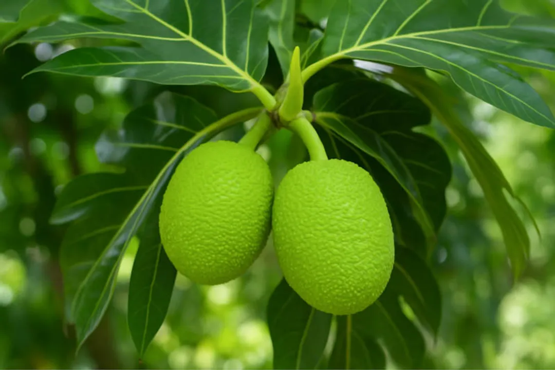 Health Benefits of Breadfruit, Digestive Support