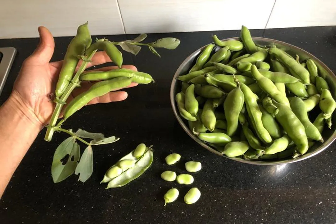 Health Benefits of Broad Beans, Nutritional Density