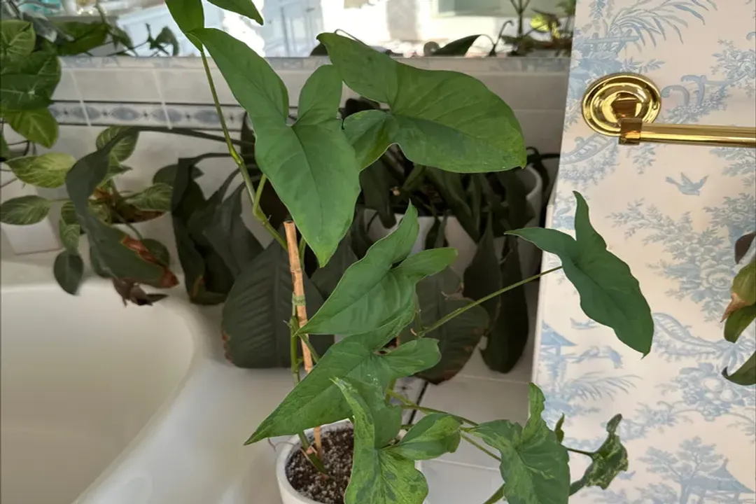 Health Benefits of Broad-Leaf Arrowhead, Processing Health Components