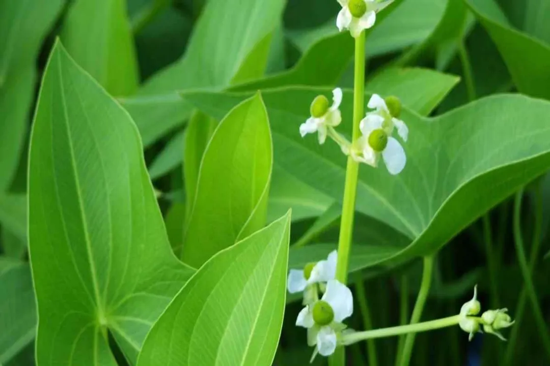 Health Benefits of Broad-Leaf Arrowhead, Plant Identity