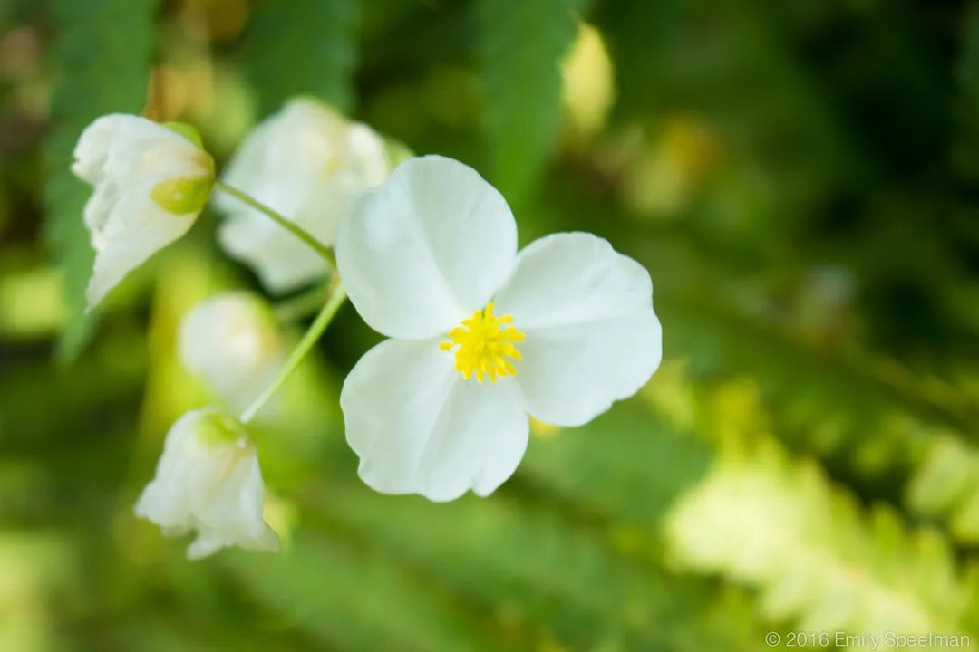 Health Benefits of Broad-Leaf Arrowhead, Traditional Uses