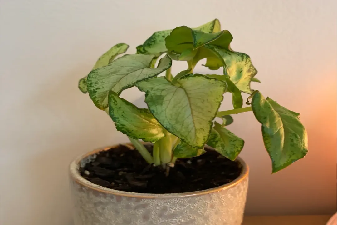 Health Benefits of Broad-Leaf Arrowhead, Nutritional Base