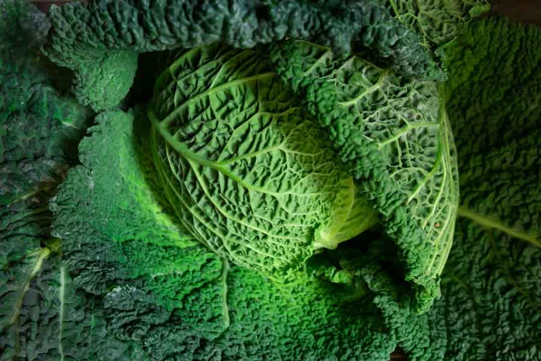 Health Benefits of Cabbage