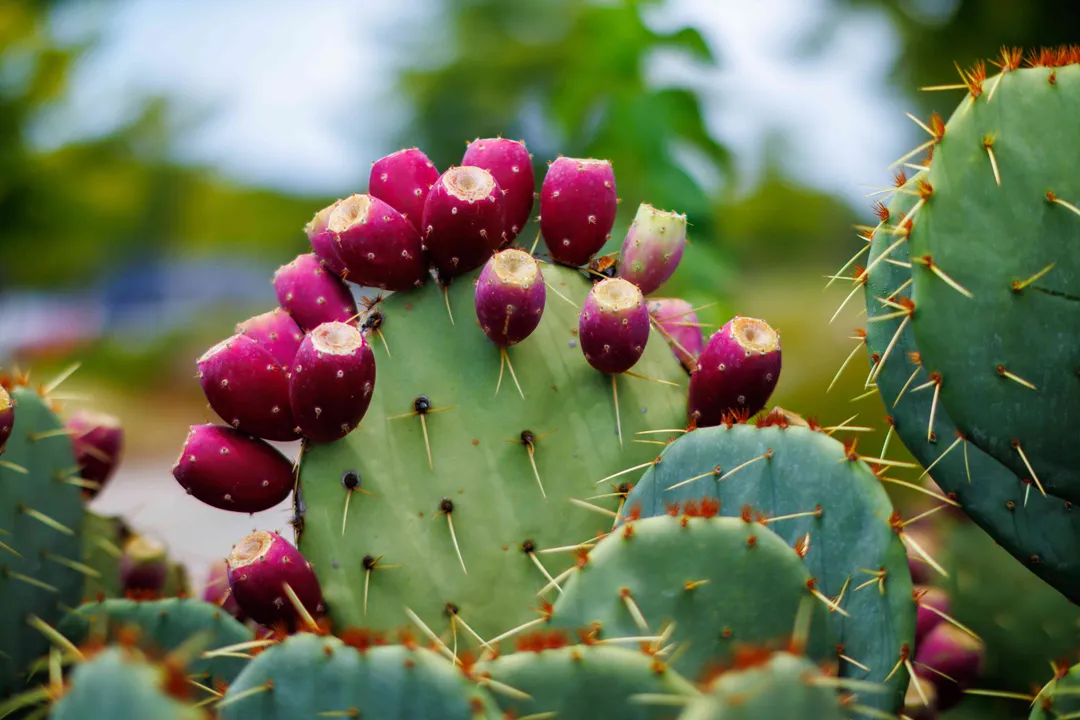 Health Benefits of Cactus pear, Nutritional Profile