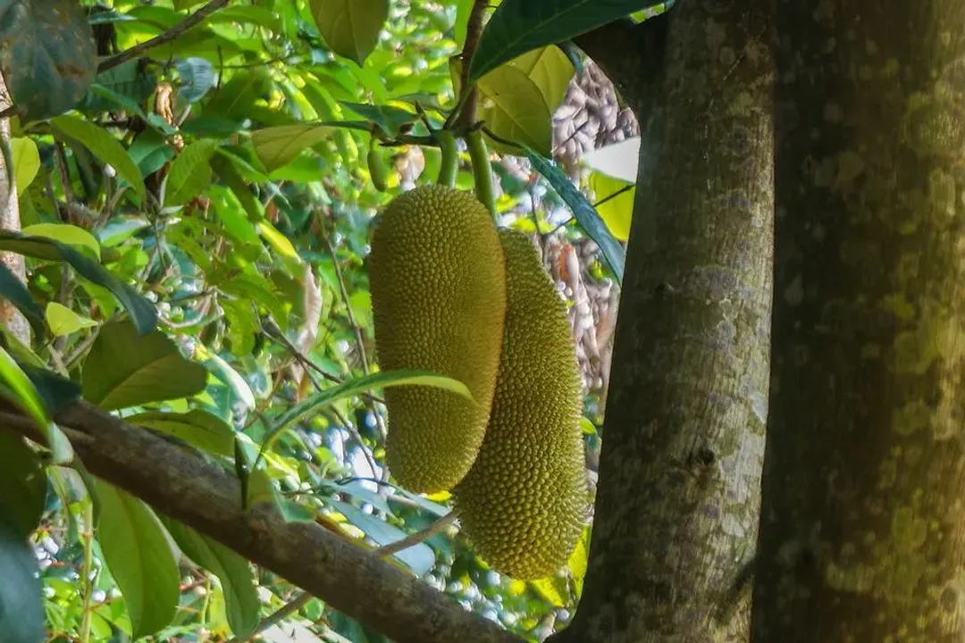 Health Benefits of Cempedak, Digestive Tract