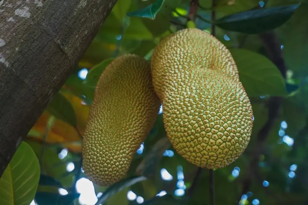 Health Benefits of Cempedak, Core Nutrients