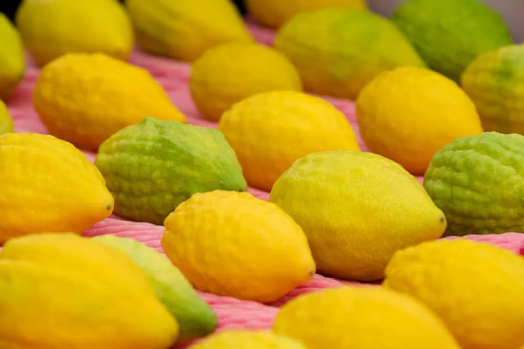 Health Benefits of Citron, Immune Function