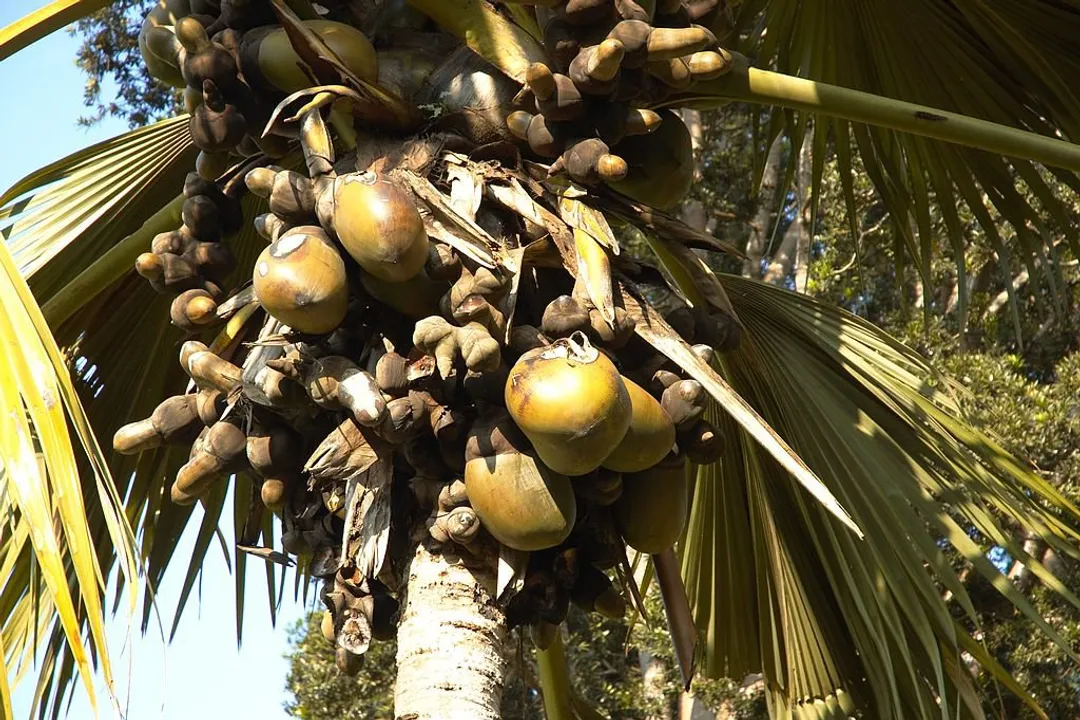 Health Benefits of Coco de mer, Botanical Rarity