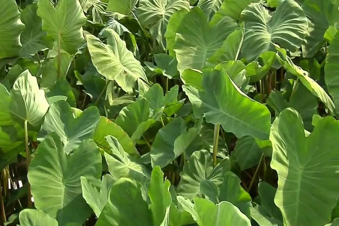 Health Benefits of Corms