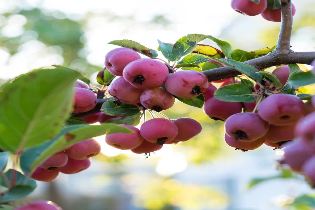 Health Benefits of Crab apple, Raw Versus Cooked