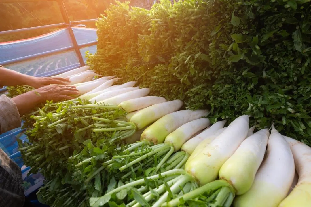 Health Benefits of Daikon