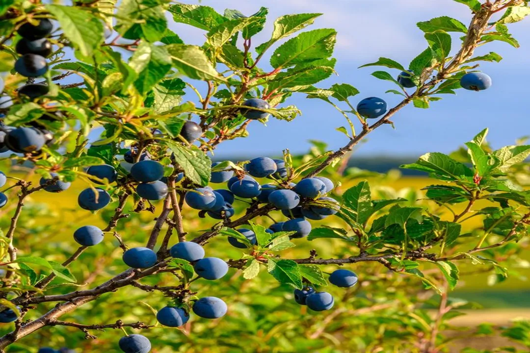 Health Benefits of Damson