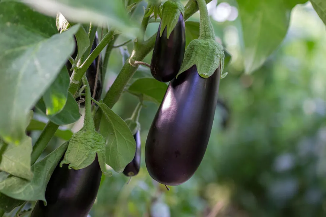 Health Benefits of Eggplant, Heart Protection