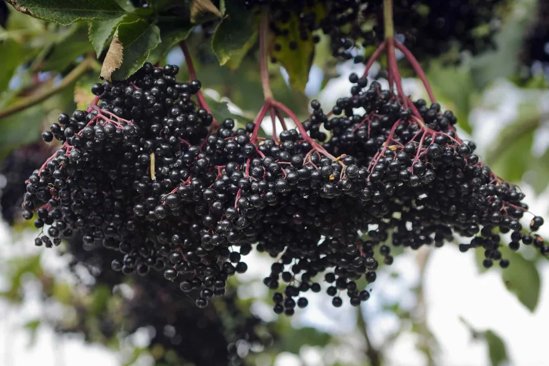 Health Benefits of Elderberry, Immune Response