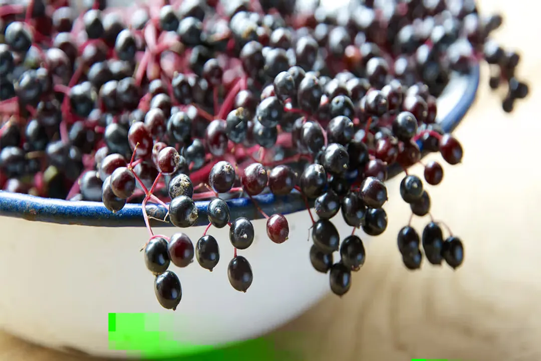 Health Benefits of Elderberry, Antioxidant Strength