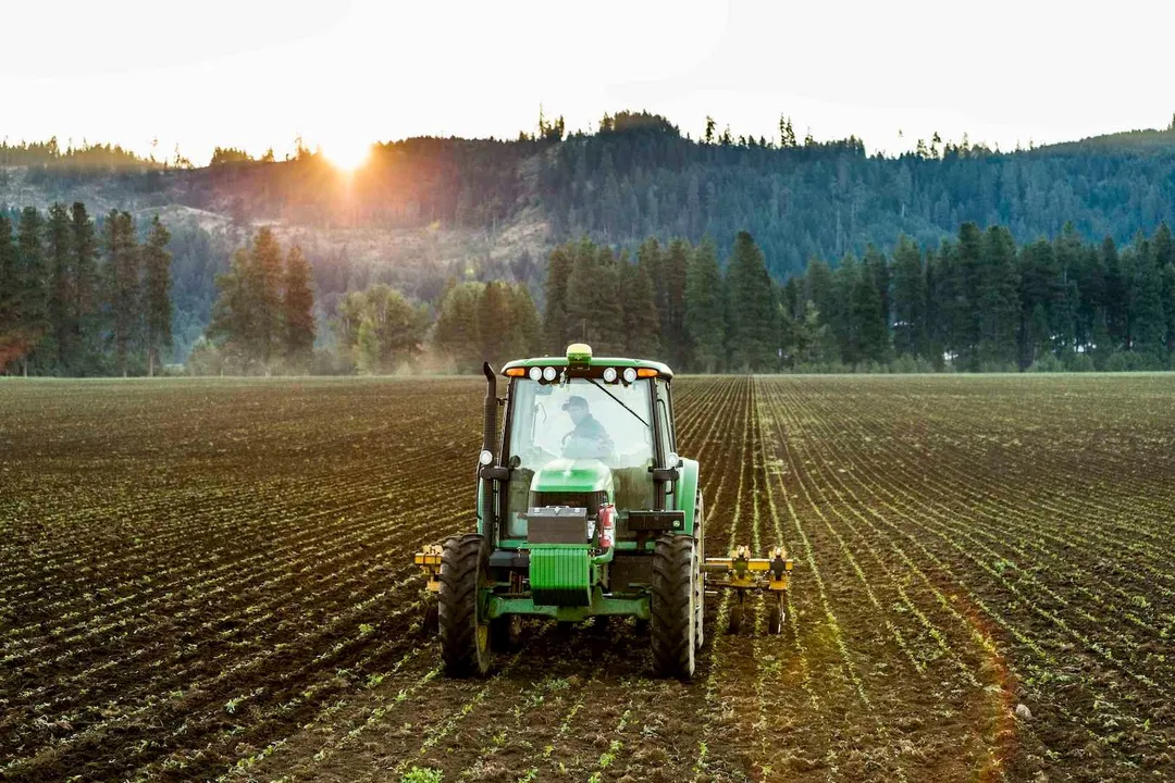 Health Benefits of Fava Bean, Nutrient Density Profile