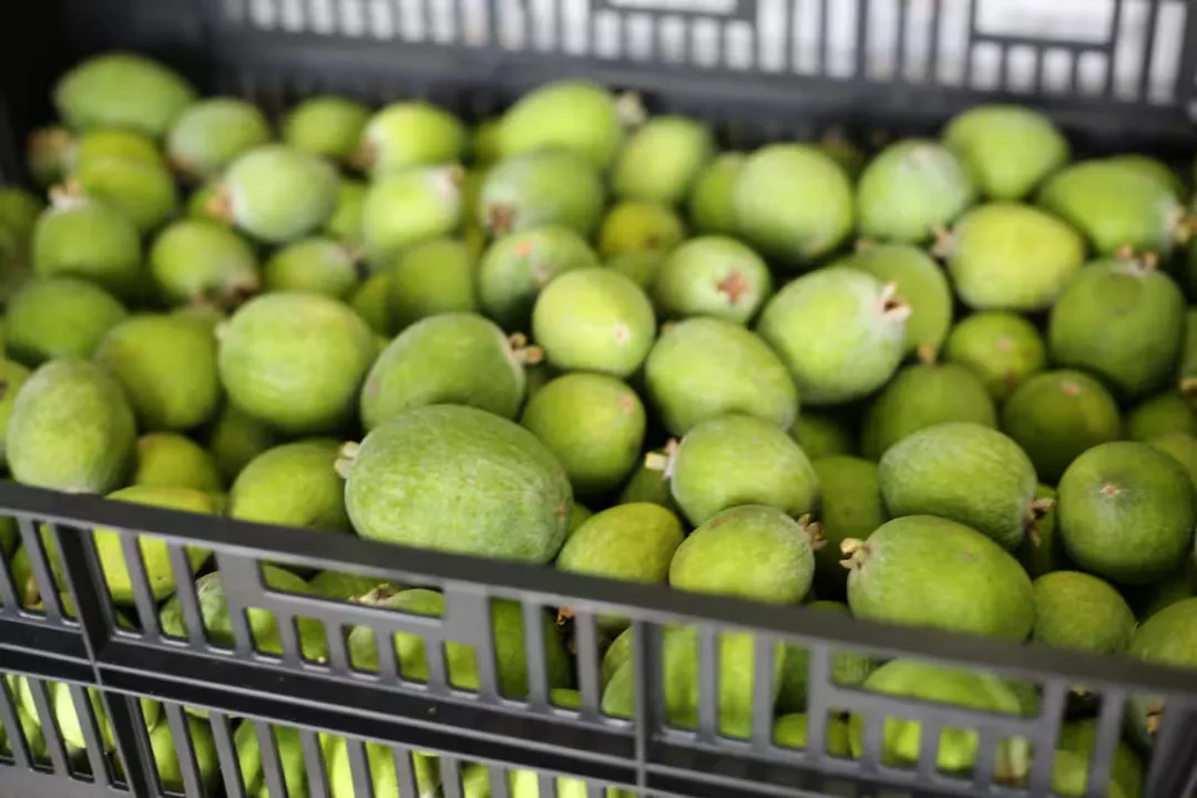 How does the soluble fiber found in feijoa fruit contribute to metabolic health and gut function?