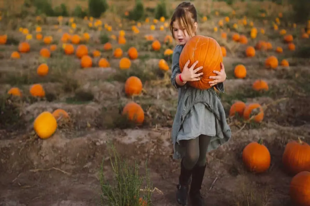 Health Benefits of Flat White Boer Pumpkin