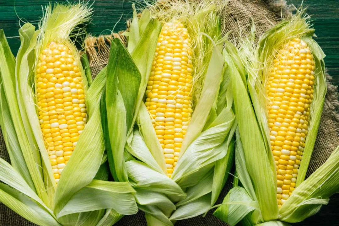 Health Benefits of Flint Corn, Metabolic Balance
