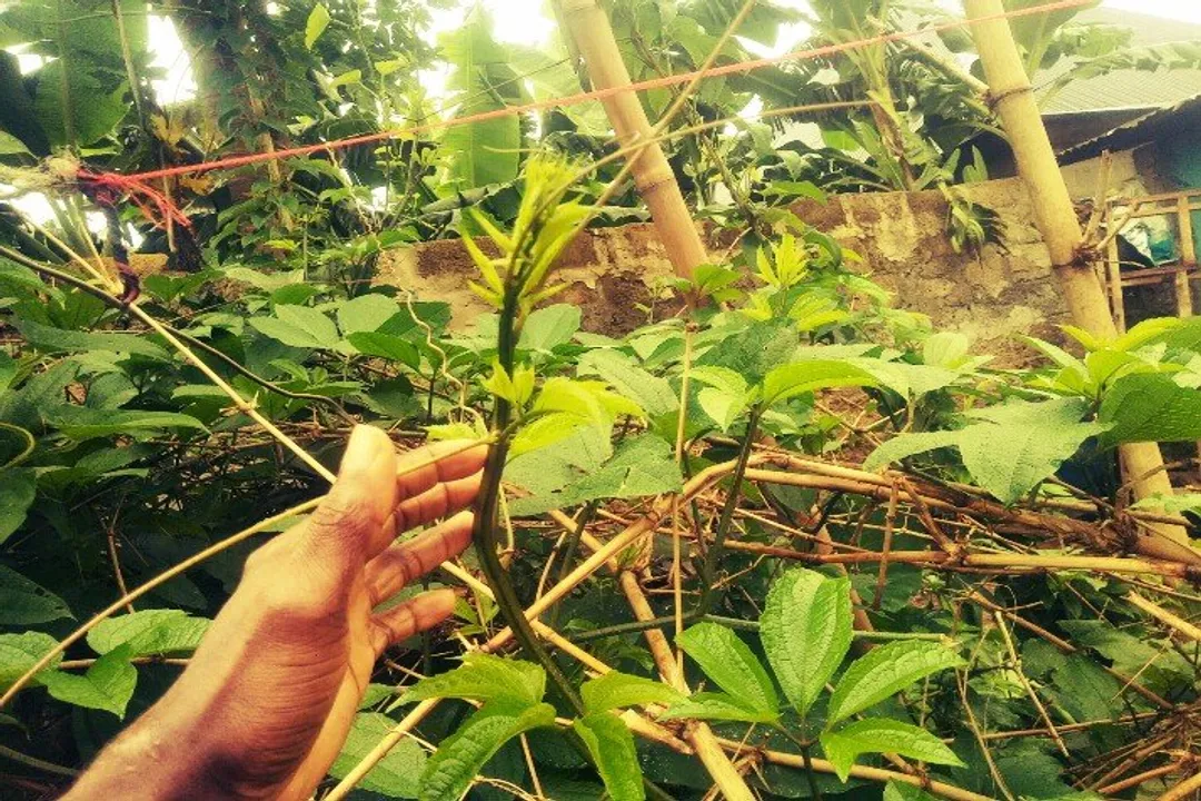 Health Benefits of Fluted Pumpkin, Systemic Health Support