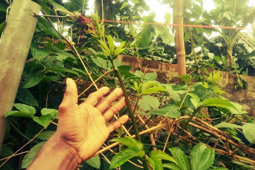 Health Benefits of Fluted Pumpkin, Origins Identity