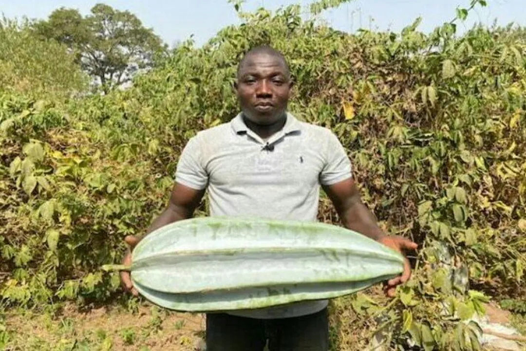 Health Benefits of Fluted Pumpkin