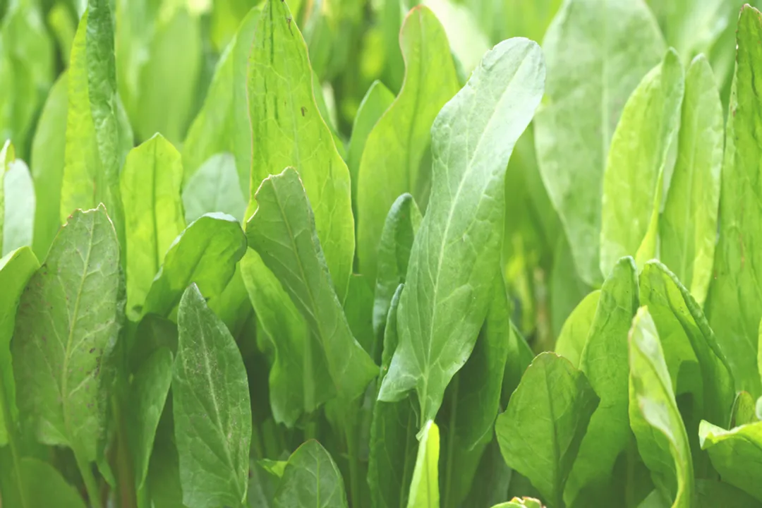 Health Benefits of French Sorrel