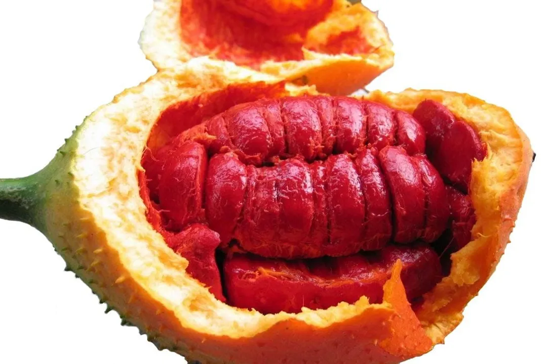 What maturity stages, often designated in assessments, ensure the peak concentration of lycopene, $\beta$-carotene, and total polyphenols in Gac fruit aril?