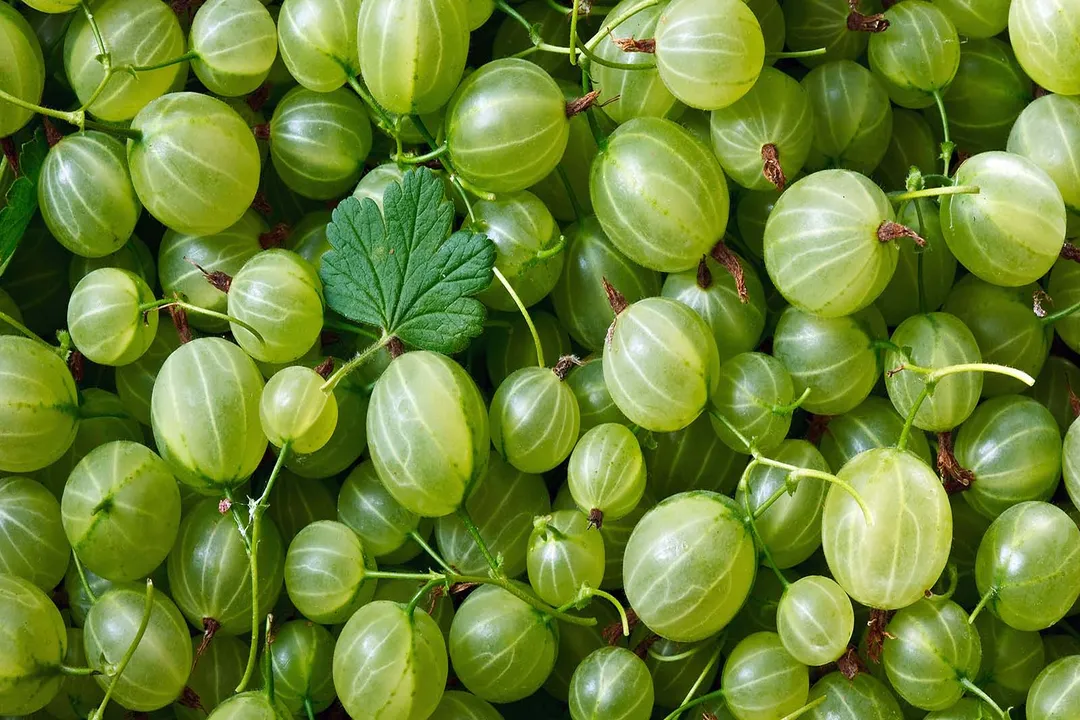 The high Vitamin C content in gooseberries is linked to improving the function of which specific immune system cells?