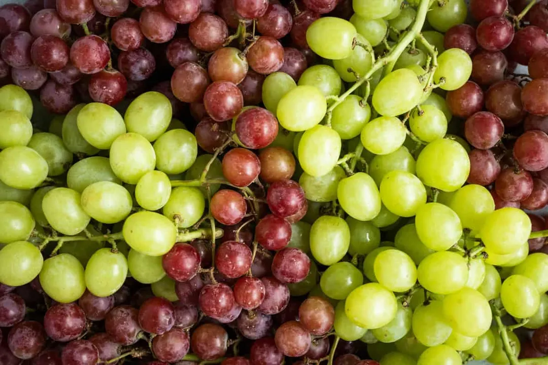 Where is the polyphenol resveratrol primarily concentrated in grapes?