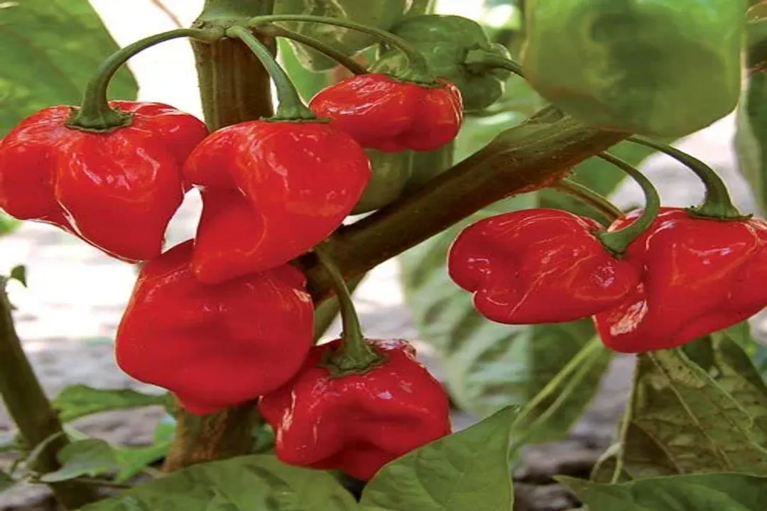 Health Benefits of Habanero Pepper