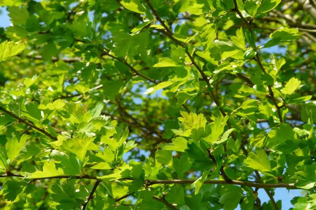 Health Benefits of Haws (fruit of Hawthorn), Heart Support